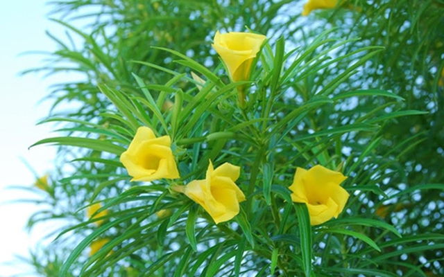 3 loại cây dù thích tới đâu cũng không nên trồng trong vườn nhà vào năm 2026