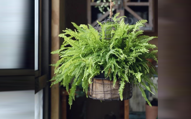 4 loại cây "nhả oxy ban đêm" nhà nào cũng nên có: Đặt đúng vị trí, tăng vượng khí, làm gì cũng thuận