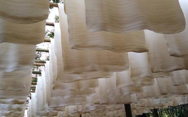 'Vàng trắng' của Việt Nam đắt hàng tại Đông Nam Á: diện tích trồng hơn 900.000 ha, nước ta là ông lớn top 5 thế giới