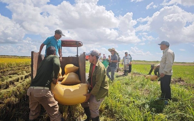 Lúa Việt làm nên kỳ tích tại Cuba, nhập khẩu gạo xuống mức thấp kỷ lục