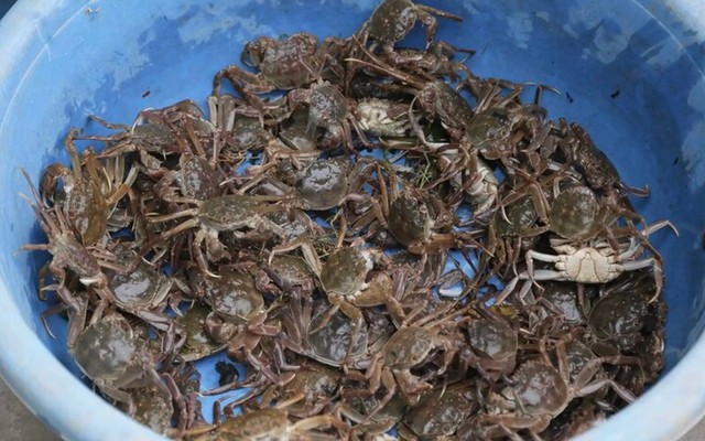 Bác sĩ BV Bạch Mai chỉ ra loại thực phẩm giàu canxi gấp 175 lần cá, 10 lần sữa, gấp 3 lần tôm: Bổ sung gấp vào thực đơn!