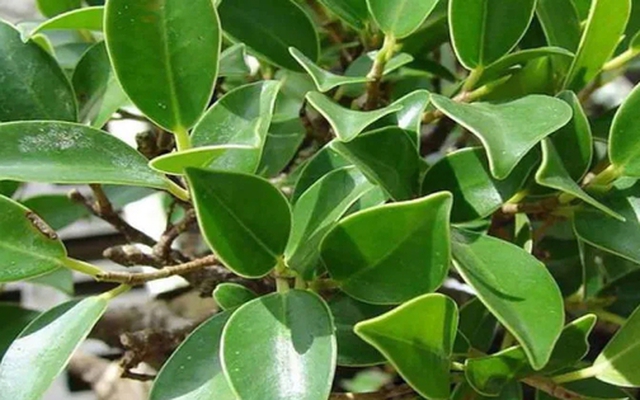 5 loại cây không nên trồng trong vườn nhà vào đầu năm mới