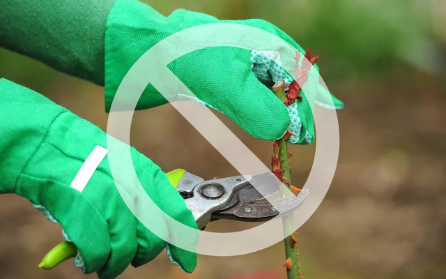 7 loại cây nên tránh cắt tỉa vào tháng 1