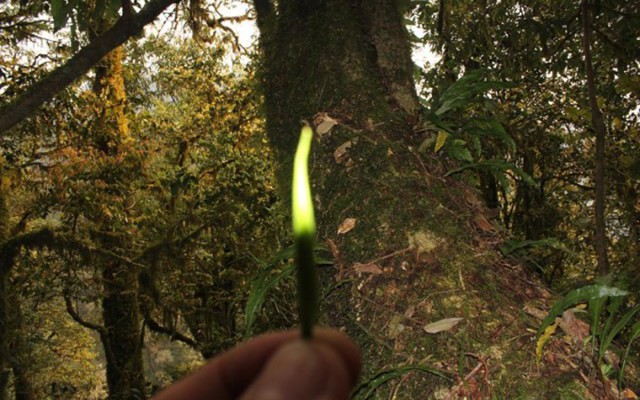 Loại trà gần 700 triệu đồng/kg ở Việt Nam: Sống ở độ cao trên 1.500 m, có tới 3 lý do khiến giá đắt đỏ