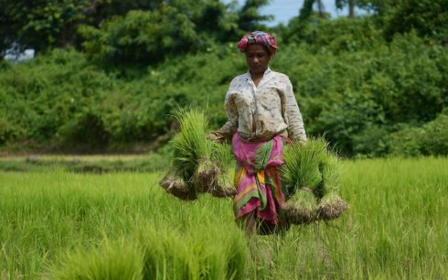 Quốc gia tăng nhập khẩu gạo Việt Nam 20.000% trong năm 2025 lên kế hoạch mua thêm, một đối thủ ngay lập tức 'chốt đơn'