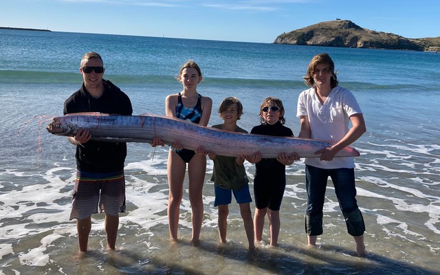 "Quái ngư" biển sâu có bộ xương dài nhất thế giới, từng ghi nhận xuất hiện tại Việt Nam