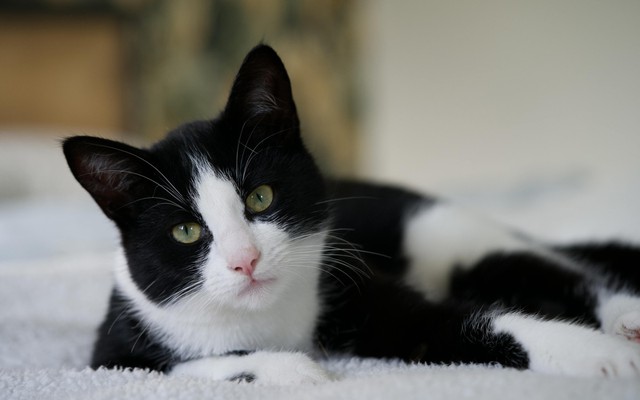 Kỳ tích chú mèo vượt 250km từ Tây Ban Nha tìm đường về Pháp sau 5 tháng mất tích