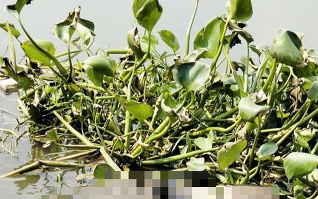 Liên tục phát hiện thi thể trôi sông ở TPHCM