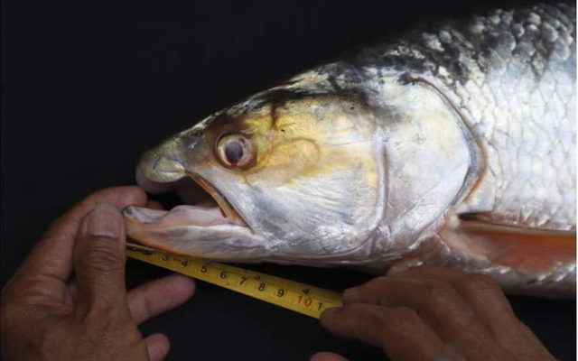 Lần theo dấu vết của cá thể lạ, láng giềng Việt Nam bất ngờ phát hiện loài vật "tuyệt chủng" gần 20 năm