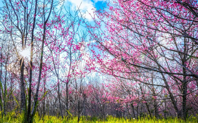 Hoa anh đào nở sớm, gọi xuân về vùng đất biên cương Điện Biên