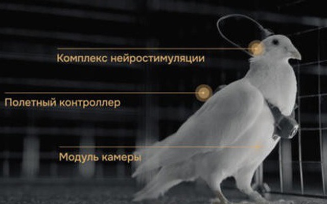 Nga biến chim bồ câu thành bio-drone, bay xa hàng trăm km