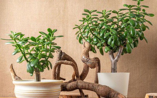 8 loại cây "rước" tài lộc, may mắn đến nhà vào năm 2026