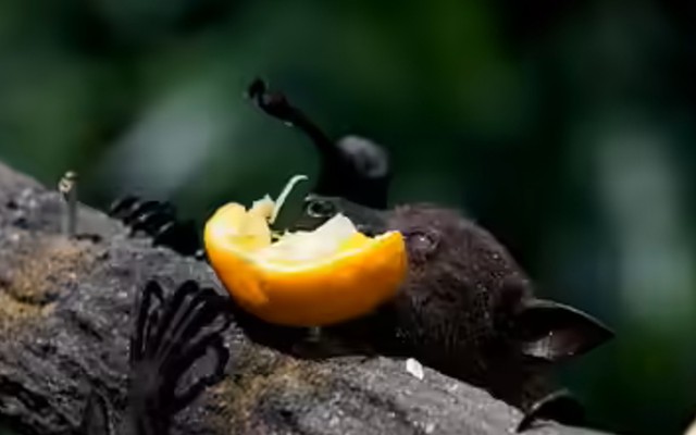 Chuyên gia cảnh báo: Loài dơi mang virus Nipah thích ăn một loại quả quen thuộc, ngày Tết ở Việt Nam bán cực nhiều