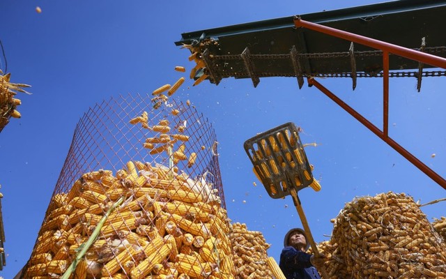 Nhà khoa học chuyển hóa CO2 thành tinh bột, giúp tăng năng suất gấp 10 lần