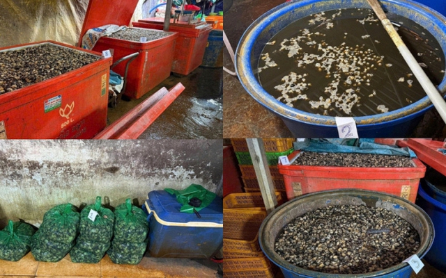 Rùng mình cận cảnh “lò” ngâm 3.000 tấn thịt ốc bươu bằng 500 tấn hóa chất sản xuất xi măng ở TP.HCM