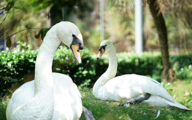 Sau vụ bắt cóc hy hữu, con thiên nga trắng còn lại tại Thảo Cầm Viên trong tình trạng khác lạ khiến nhiều người lo lắng