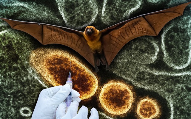 Dịch Nipah và kịch bản 'Thiên nga đen' tiếp theo: Khi tỷ lệ tử vong 40-75% đe dọa túi tiền toàn cầu