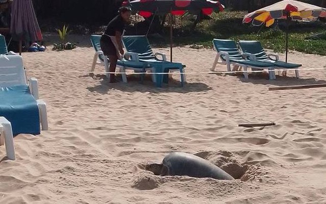 Cả bãi biển sững lại khi sinh vật đẻ một lèo 125 quả trứng, du khách vây quanh xem không rời mắt