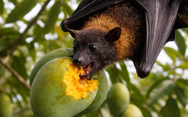 Phòng tránh virus Nipah, khi ăn hoa quả phải nhớ 2 việc quan trọng