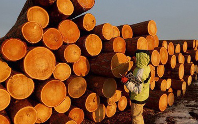 Mỹ chi hơn 9 tỷ USD săn 'cây kim tiền' của Việt Nam: Nhật Bản, Trung Quốc cực ưa chuộng, nước ta là ông trùm đứng thứ 5 thế giới