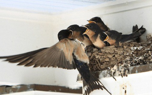 Gần Tết thấy nhà có 6 dấu hiệu này là cuộc đời nở hoa, tài lộc gõ cửa: Đặc biệt là điều số 2!