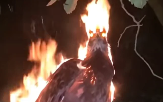 Xôn xao đoạn video phượng hoàng lửa đột ngột xuất hiện trong đêm tối, mạng xã hội chia rẽ thành 2 phe