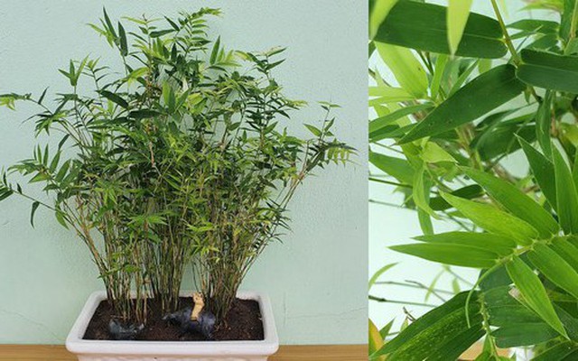 2 loại cây nên trồng trước cửa nhà vào năm mới: "Hút" tài lộc, làm thuốc cho cả gia đình