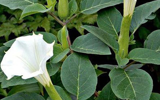 4 cây "xui tận mạng", đẹp đến mấy cũng CHỚ trồng trong nhà