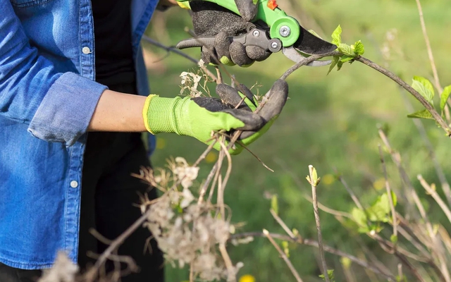 Sắp kết thúc tháng 1, đây là 7 loại cây cần cắt tỉa gấp
