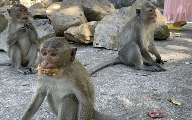 Khỉ rượt đuổi, tấn công người đi bộ ở TPHCM