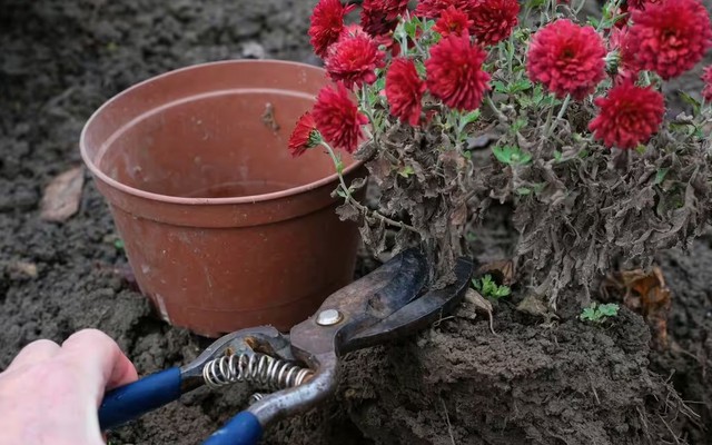 Những loại cây tuyệt đối không được cắt tỉa vào mùa đông