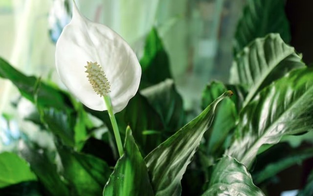 Cây lan ý "rất thích" vị trí này trong nhà, đặt đúng thì cây sẽ ra hoa liên tục