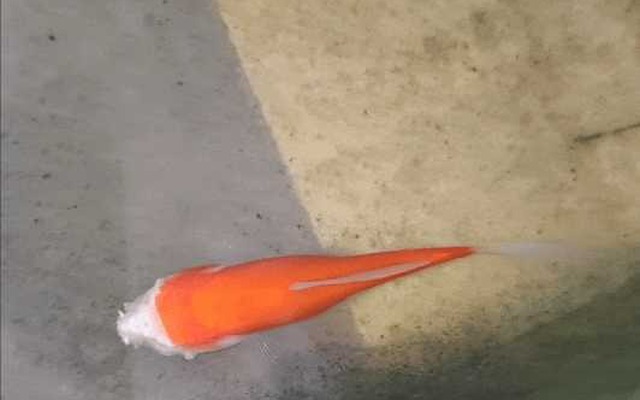 Cá vàng mất gần hết đầu vẫn sống hai tuần, hé lộ cơ chế sinh tồn đáng kinh ngạc của động vật nước ngọt