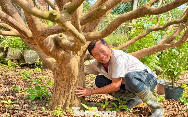 Cận cảnh cụ mai 70 năm độc nhất vô nhị được ‘hét giá’ 3,5 tỷ đồng