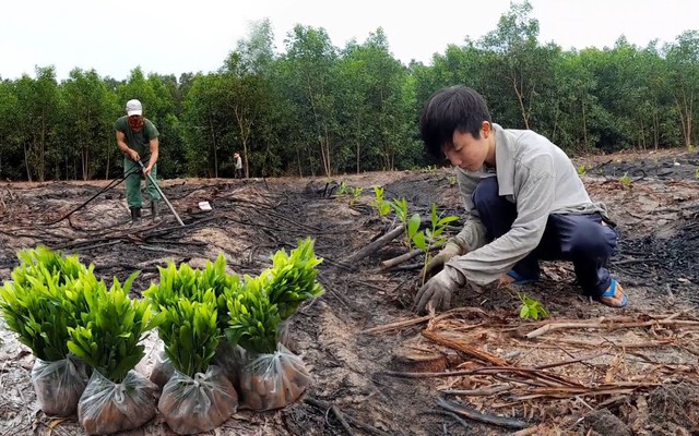 Ba loại cây tạo ra "vàng ròng" nên trồng năm 2026
