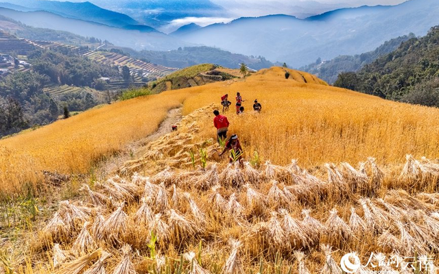 Phát minh của Trung Quốc làm rung chuyển ngành nông nghiệp: tạo giống lúa năng suất cao nhưng chi phí thấp, đã trồng gần 1 triệu ha