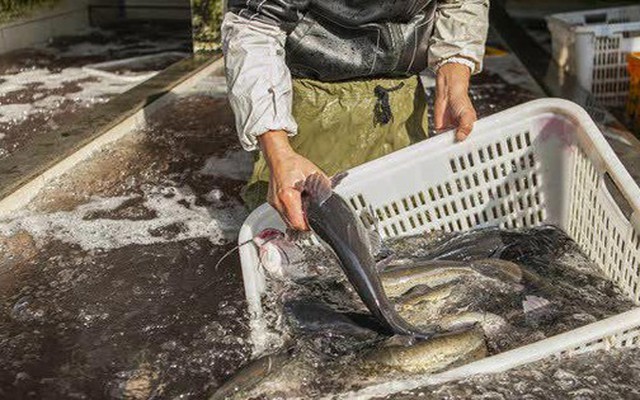 Mùa đông có 4 loại cá “dễ ngậm kim loại nặng” nên ăn ít, tiểu thương cảnh báo rẻ mấy cũng đừng mua