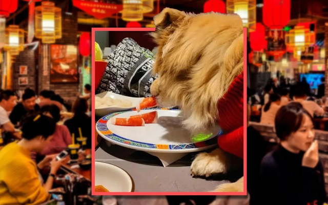 Cho chó ăn trực tiếp trên đĩa của nhà hàng, người chủ bị kiện