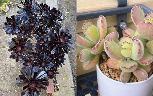 5 loại mọng nước đẹp thì đẹp thật… nhưng mang "nghèo" vào nhà: Trồng càng lâu ví càng mỏng, đừng dại rước về