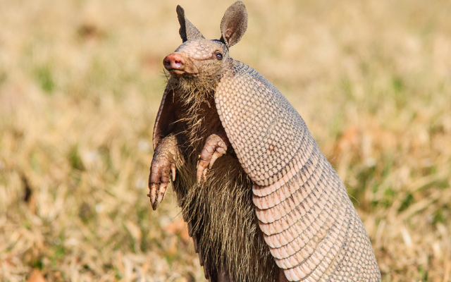 Tạo hóa chắc hẳn đã "photoshop" quá tay khi nặn ra 5 sinh vật này: Vừa lạ lùng, vừa đáng yêu đến mức khó tin