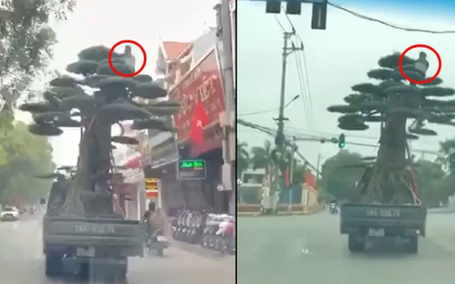 Lái xe chở người ngồi vắt vẻo trên ngọn cây cảnh bị phạt 39 triệu đồng