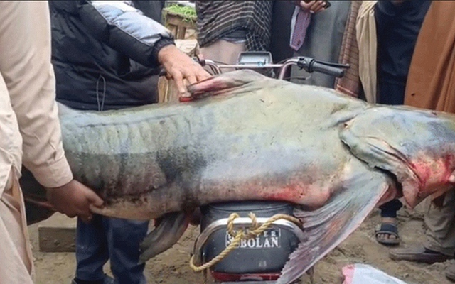 Bắt được con cá nặng 102kg, ngư dân liền bán với giá 58 triệu đồng