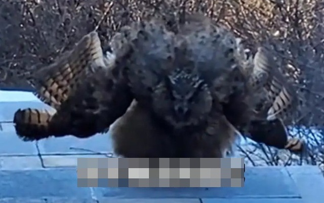 “Chim điêu của Dương Quá” bất ngờ chặn đường du khách leo núi, cơ quan kiểm lâm tiết lộ sự thật giật mình