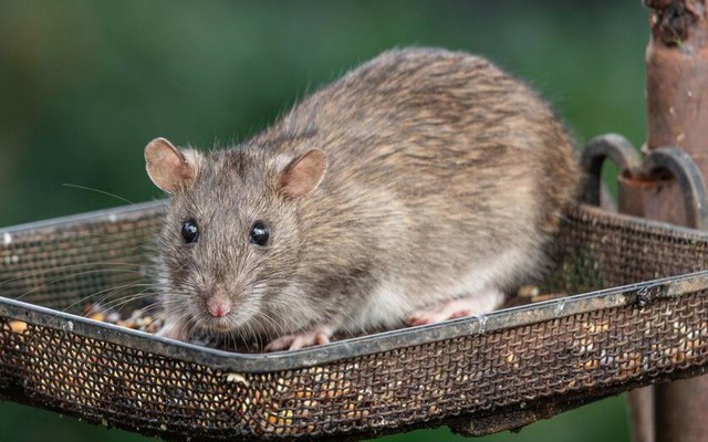 Đặt thứ này ngoài cửa, chuột không dám bén mảng vào nhà - không phải bẫy