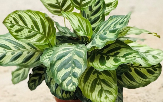 Loài cây này là "cây của năm 2026": Trồng 1 chậu trong nhà, gia chủ lên hương, có của ăn của để