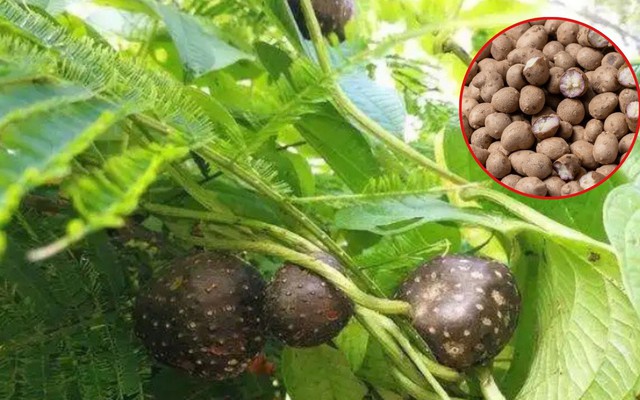 Loại khoai “kỳ lạ” cho củ trên cành, được săn tìm vì có công dụng này