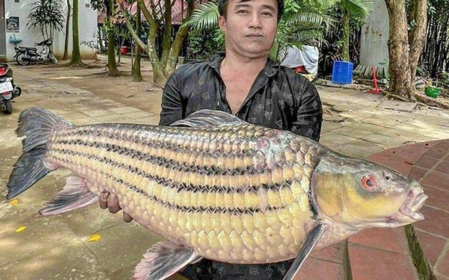 "Quái ngư" trên sông Hậu, nổi tiếng khắp Đông Nam Á