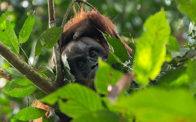"Người rừng": Loài vật sở hữu IQ sánh ngang trí tuệ nhân loại, hiện chỉ còn vài nghìn cá thể