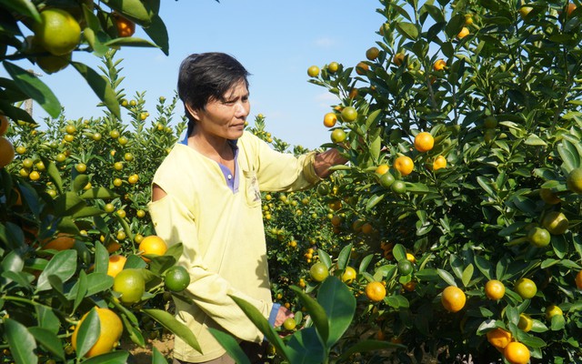 Thương lái ồ ạt chốt hàng, nông dân thủ phủ quất cảnh kỳ vọng vụ Tết bội thu