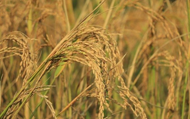 Phát minh của Trung Quốc làm rung chuyển ngành nông nghiệp: Tạo siêu giống lúa lai, năng suất gấp 4 lần giống thường nhưng chi phí thấp